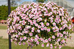 MiniFamous Uno Double PinkTastic Calibrachoa (Calibrachoa 'KLECA18085') at Creekside Home & Garden