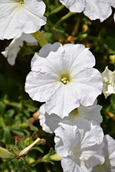 Success! White Petunia (Petunia 'Success! White') at Creekside Home & Garden