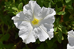 Pretty Flora White Petunia (Petunia 'Pretty Flora White') at Creekside Home & Garden