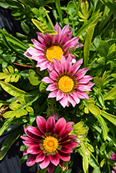 New Day Clear Pink Shades (Gazania 'New Day Pink Shades') at Creekside Home & Garden