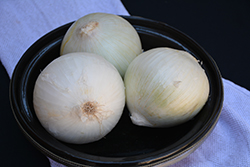 White Sweet Spanish Onion (Allium cepa 'White Sweet Spanish') at Creekside Home & Garden