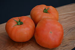 Classic Beefsteak Tomato (Solanum lycopersicum 'Beefsteak') at Creekside Home & Garden