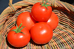 Celebrity Tomato (Solanum lycopersicum 'Celebrity') at Creekside Home & Garden