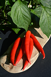 Super Chili Pepper (Capsicum annuum 'Super Chili') at Creekside Home & Garden