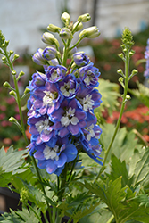 Aurora Blue Larkspur (Delphinium 'Aurora Blue') at Creekside Home & Garden