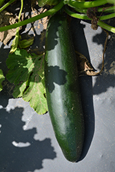 Dark Green Zucchini (Cucurbita pepo var. cylindrica 'Dark Green') at Creekside Home & Garden