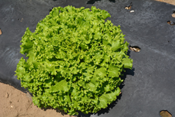 Green Salad Bowl Lettuce (Lactuca sativa var. crispa 'Green Salad bowl') at Creekside Home & Garden