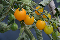 SunSugar Tomato (Solanum lycopersicum 'SunSugar') at Creekside Home & Garden