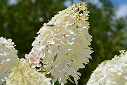 Vanilla Strawberry Hydrangea (Hydrangea paniculata 'Renhy') at Creekside Home & Garden