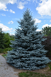 Iseli Foxtail Spruce (Picea pungens 'Iseli Foxtail') at Creekside Home & Garden
