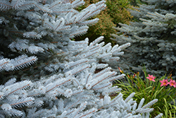 Iseli Foxtail Spruce (Picea pungens 'Iseli Foxtail') at Creekside Home & Garden