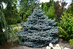 Montgomery Blue Spruce (Picea pungens 'Montgomery') at Creekside Home & Garden
