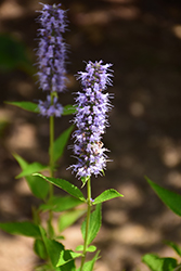 Blue Fortune Anise Hyssop (Agastache 'Blue Fortune') at Creekside Home & Garden