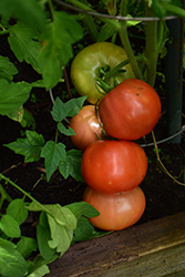 Big Beef Tomato (Solanum lycopersicum 'Big Beef') at Creekside Home & Garden