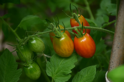 Sweet Million Tomato (Solanum lycopersicum 'Sweet Million') at Creekside Home & Garden