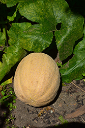 Cantaloupe Melon (Cucumis melo var. cantalupensis) at Creekside Home & Garden