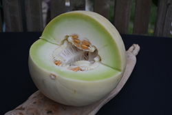 Green Flesh Honeydew Melon (Cucumis melo var. inodorus) at Creekside Home & Garden