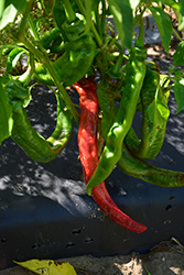 Long Thin Cayenne Pepper (Capsicum annuum 'Long Thin Cayenne') at Creekside Home & Garden