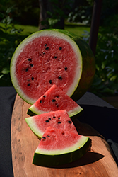 Sweet Beauty Watermelon (Citrullus lanatus 'Sweet Beauty') at Creekside Home & Garden