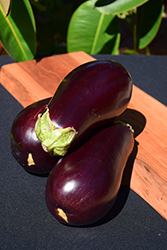 Eggplant (Solanum melongena) at Creekside Home & Garden