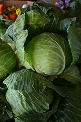 Copenhagen Market Cabbage (Brassica oleracea var. capitata 'Copenhagen Market') at Creekside Home & Garden