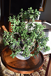 Jade Plant (Crassula ovata) at Creekside Home & Garden