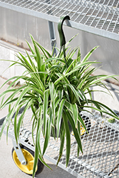 Variegated Spider Plant (Chlorophytum comosum 'Variegatum') at Creekside Home & Garden