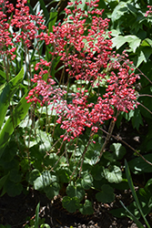 Firefly Coral Bells (Heuchera 'Firefly') at Creekside Home & Garden