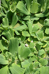 Water Lettuce (Pistia stratiotes) at Creekside Home & Garden