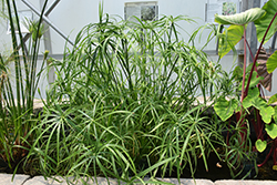 Umbrella Plant (Cyperus alternifolius) at Creekside Home & Garden