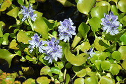 Water Hyacinth (Eichhornia crassipes) at Creekside Home & Garden