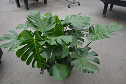 Monstera Deliciosa Plant (Monstera deliciosa) at Creekside Home & Garden