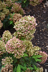 Little Lime Hydrangea (Hydrangea paniculata 'Jane') at Creekside Home & Garden