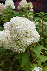 Bobo Hydrangea (Hydrangea paniculata 'ILVOBO') at Creekside Home & Garden