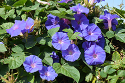 Heavenly Blue Morning Glory (Ipomoea tricolor 'Heavenly Blue') at Creekside Home & Garden