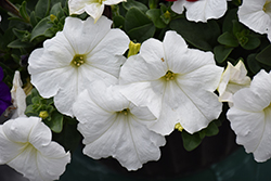 Easy Wave White Petunia (Petunia 'Easy Wave White') at Creekside Home & Garden