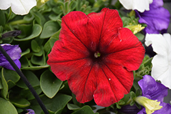 Easy Wave Red Velour Petunia (Petunia 'Easy Wave Red Velour') at Creekside Home & Garden