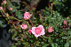 Bonica Rose (Rosa 'Meidomonac') at Creekside Home & Garden