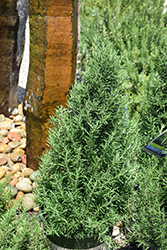 Tuscan Blue Rosemary (Rosmarinus officinalis 'Tuscan Blue') at Creekside Home & Garden