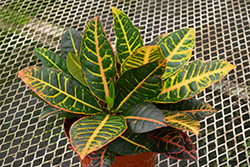 Petra Variegated Croton (Codiaeum variegatum 'Petra') at Creekside Home & Garden