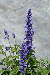 Mystic Spires Blue Sage (Salvia 'Balsalmisp') at Creekside Home & Garden