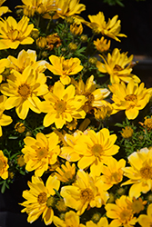 Sun Drop Double Yellow Bidens (Bidens ferulifolia 'Balbisdel') at Creekside Home & Garden