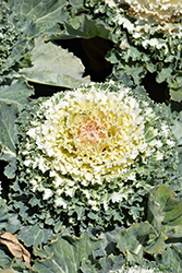 Osaka White Ornamental Cabbage (Brassica oleracea 'Osaka White') at Creekside Home & Garden