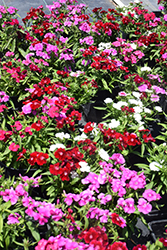Floral Lace Mix Pinks (Dianthus 'Floral Lace Mix') at Creekside Home & Garden