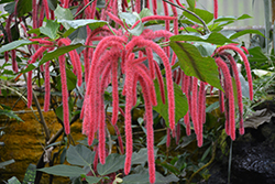 Firetail Chenille Plant (Acalypha hispida) at Creekside Home & Garden