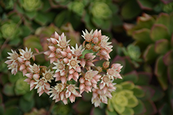 Kiwi Aeonium (Aeonium 'Kiwi') at Creekside Home & Garden