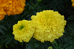 Inca Yellow Marigold (Tagetes erecta 'Inca Yellow') at Creekside Home & Garden