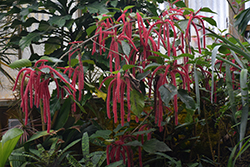 Firetail Chenille Plant (Acalypha hispida) at Creekside Home & Garden