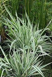 Tricolor Ribbon Grass (Phalaris arundinacea 'Feecy's Form') at Creekside Home & Garden