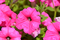 Surfinia Sumo Pink Petunia (Petunia 'Surfinia Sumo Pink') at Creekside Home & Garden